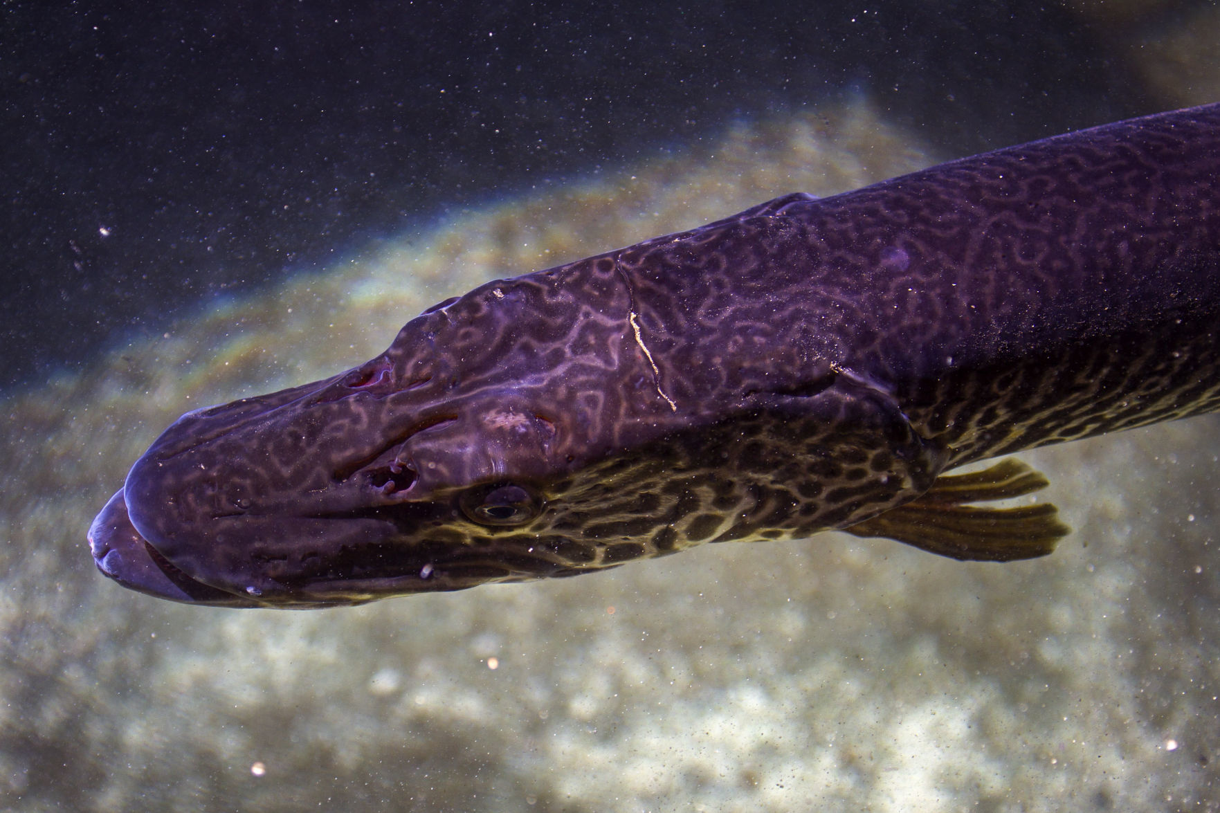 Aquaculture water